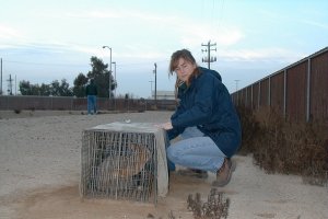 Photo of kit fox in trap