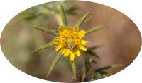 Photo of Hemizonia fitchii with a pollinator