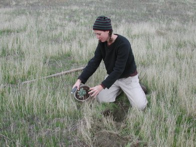 Photo showing Atriplex spinifera being transplanted