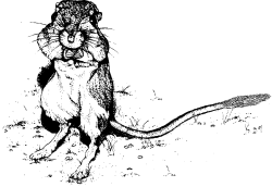 Figure 37