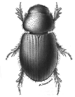 Figure 52