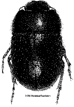 Figure 54