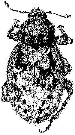 Figure 55