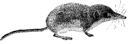 Figure 64
