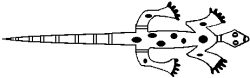 Zuni drawing of a lizard