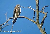 photo or drawing of species