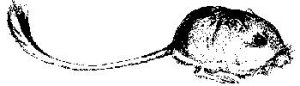 photo or drawing of species