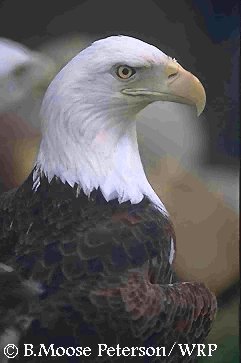 photo or drawing of species