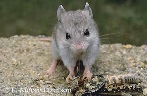 photo or drawing of species